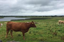 Ireland, Irish Grassfed Beef begin procedures to register as a PGI