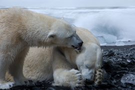 Researchers' alarming finding: Arctic ocean will remain ice-free until 2040