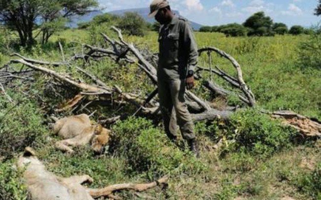 Two animals were euthanized after the guide's death