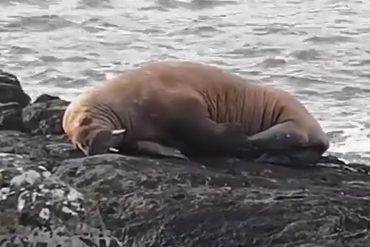The walrus sleeps on an iceberg and is transported from Greenland to Ireland