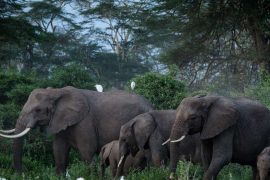 African elephants are threatened with extinction