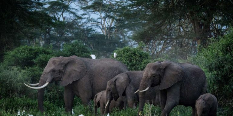 African elephants are threatened with extinction