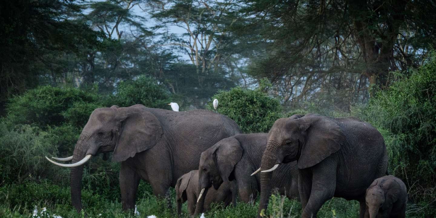 African elephants are threatened with extinction


