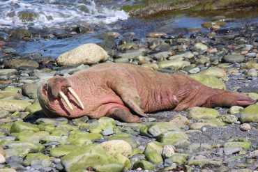 After sleeping on the iceberg, the walrus ends up in Ireland