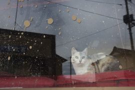 Caring for Fukushima cats