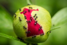 Central University studies show that ants prevent pollination in pumpkin seeds  study shows that ants prevent pollination