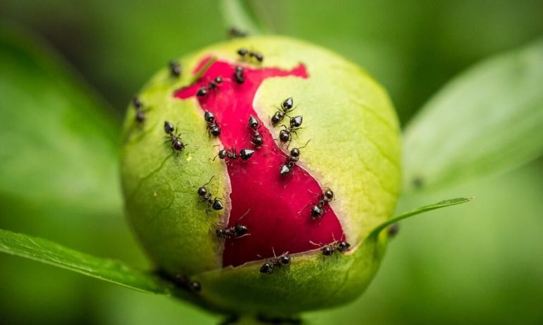 Central University studies show that ants prevent pollination in pumpkin seeds  study shows that ants prevent pollination