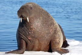 Walruses are first seen in Ireland
