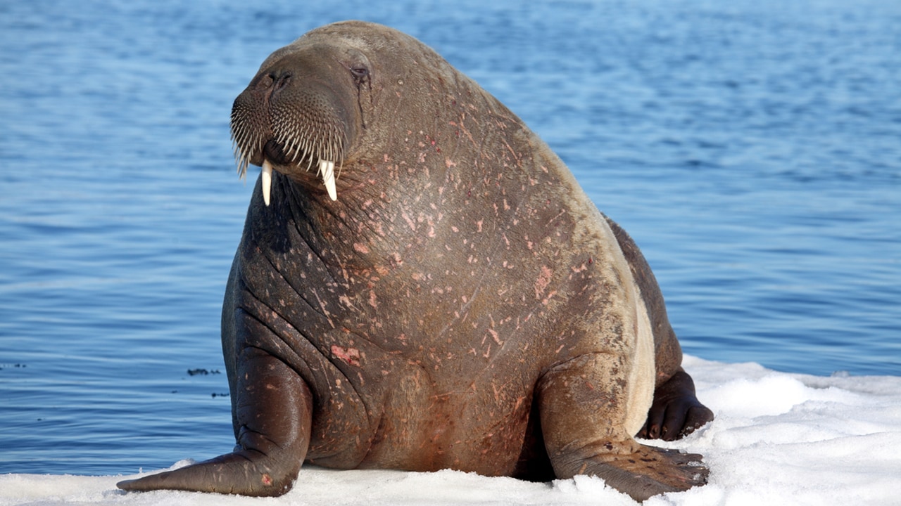 Walruses are first seen in Ireland

