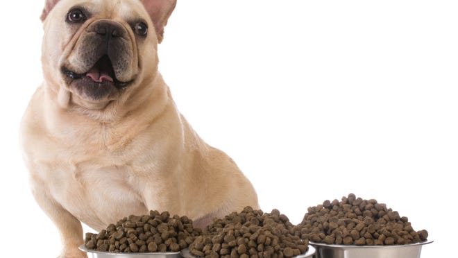 A French bulldog with a large amount of kibble in the new metal dog bowls.