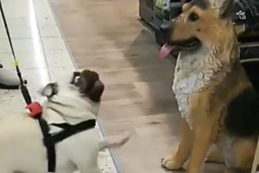 Pug portrayed a comic attempt to make friends: he did not realize that the dog was a fake
