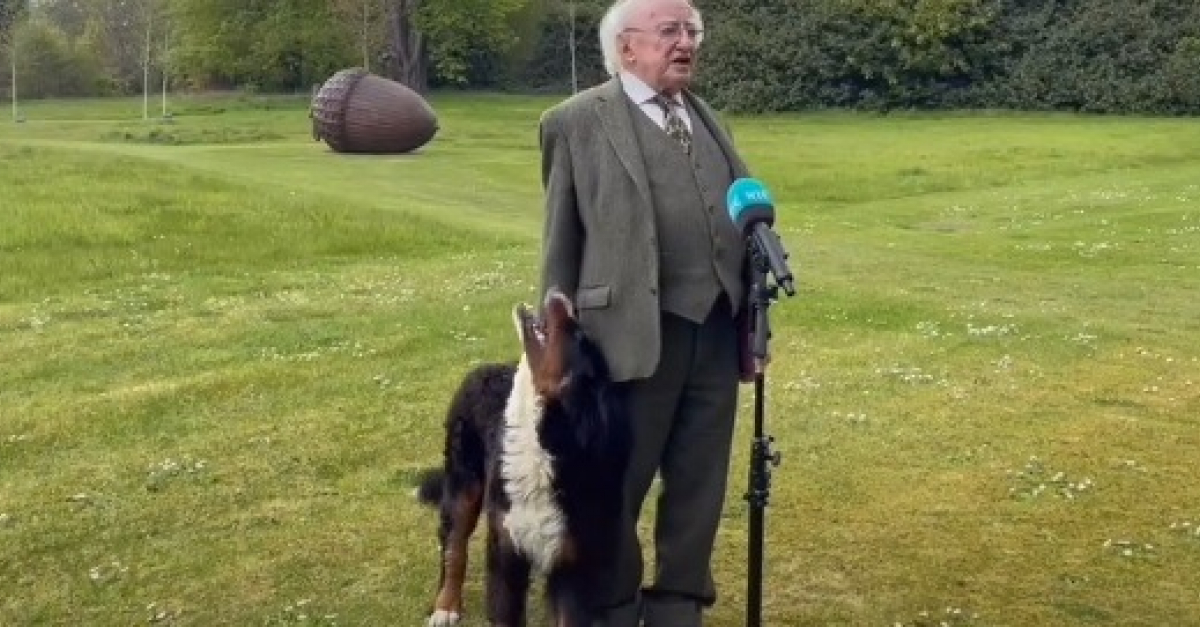 Irish president's dog's respect goes viral during an interview (video)


