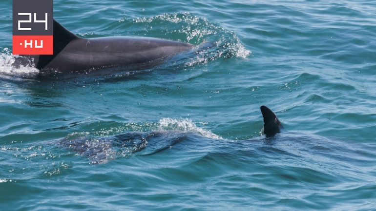 Dolphins raising other animals' calves were photographed