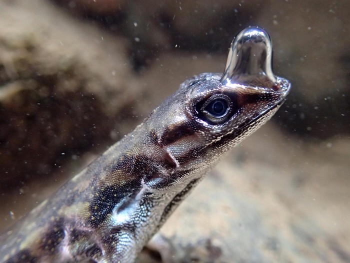 Anolis-lizard-breathing-with-bubble-scaled.  Jpg