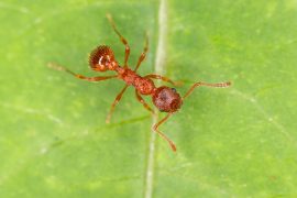 Parisian: How ants can help keep spiders away from your home in Canada