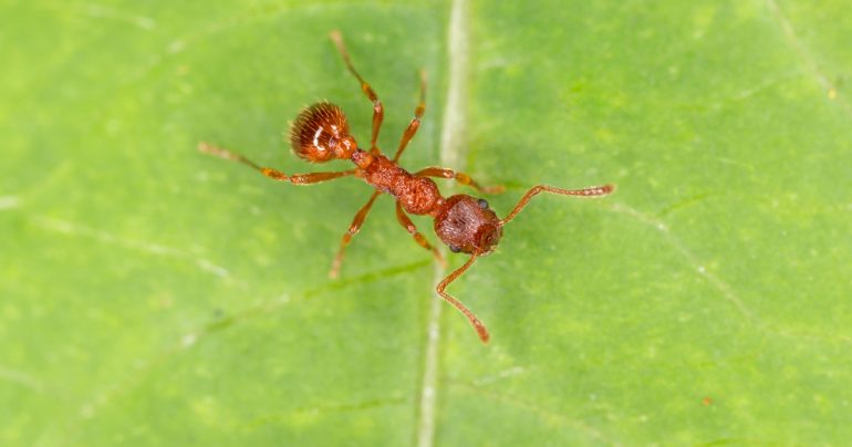 Parisian: How ants can help keep spiders away from your home in Canada