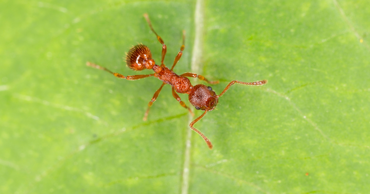  Parisian: How ants can help keep spiders away from your home in Canada

