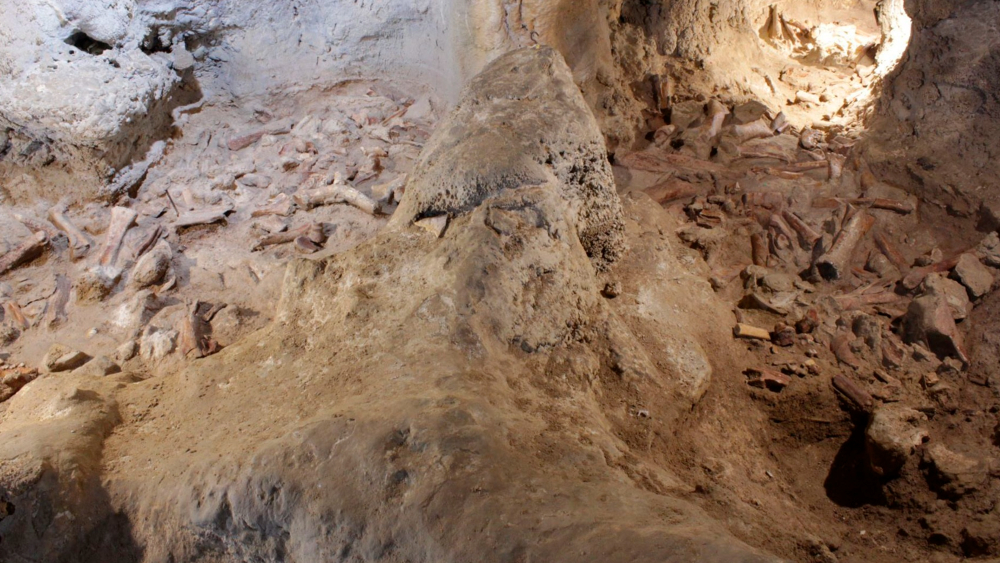 Unusual remains of hominids and animals have been found in an Italian cave

