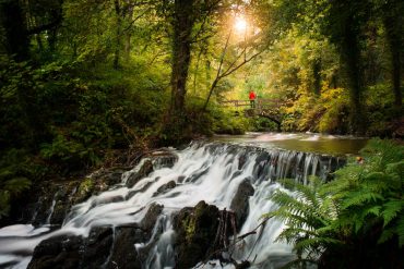 6 trees and forests in Ireland to revitalize the forest