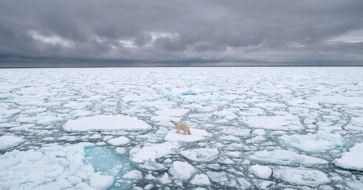   Arctic exploration: 