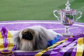 Pekingese Wasabi - Corriere.it is the most beautiful dog in New York, USA