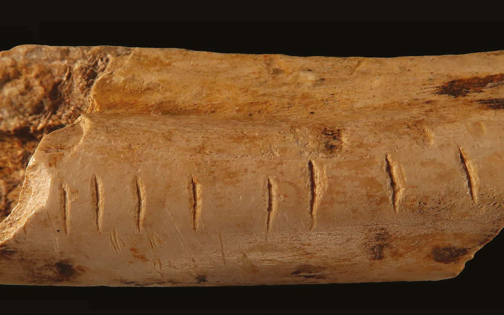 Des marques régulières gravées par Néandertal sur un os de hyène attestent de l'origine ancienne des systèmes de comptage développées par l'Homme. © d'Errico et al., 2018