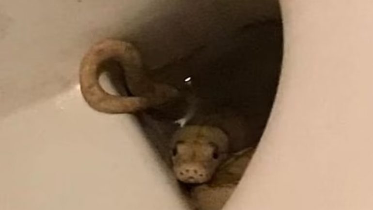 Man goes to the bathroom and bites and finds the snake inside the toilet |  Extraordinary world