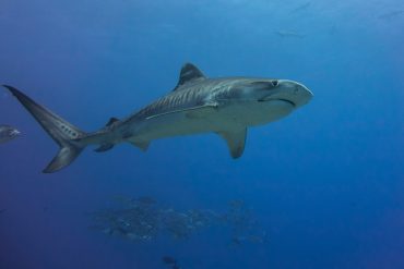 Scientists have found that sharks "share time for food" to seek good luck and avoid evil and sustainable catches |  Tech News