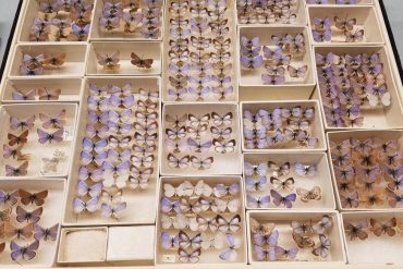 Butterfly collection shows endangered species in the USA Photo: Field Museum