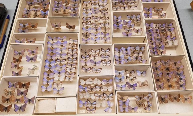 Butterfly collection shows endangered species in the USA Photo: Field Museum