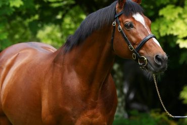 Horseback riding: Gallio is dead - the most valuable stallion ever