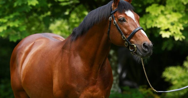 Horseback riding: Gallio is dead - the most valuable stallion ever