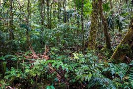 They created an index to monitor the risk of tropical forests