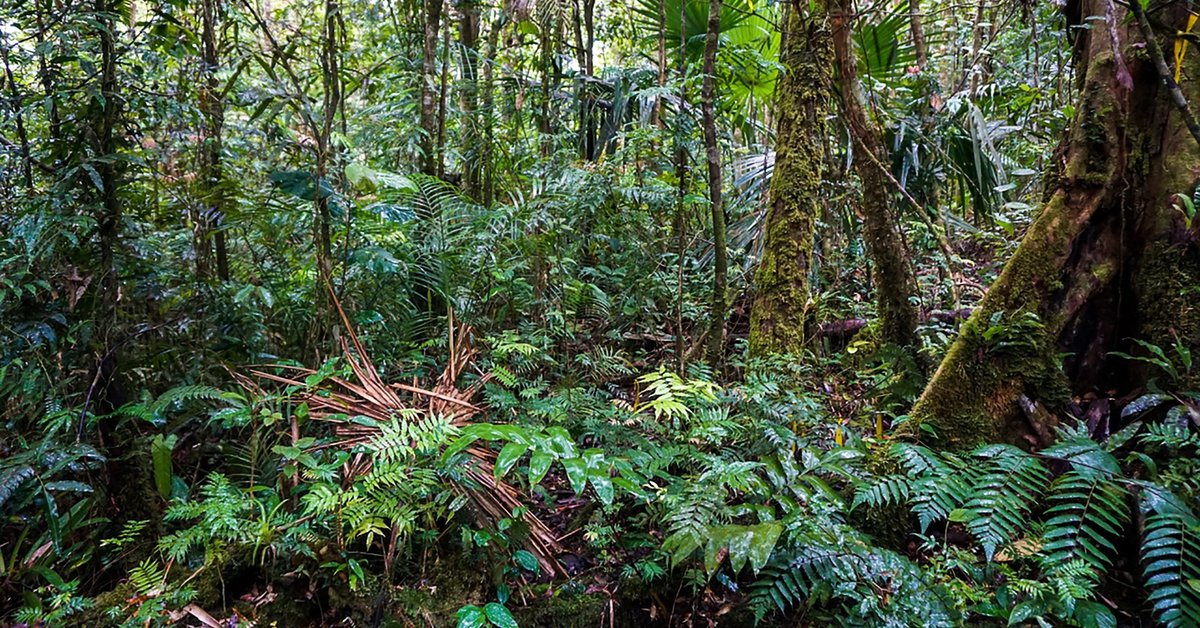 They created an index to monitor the risk of tropical forests

