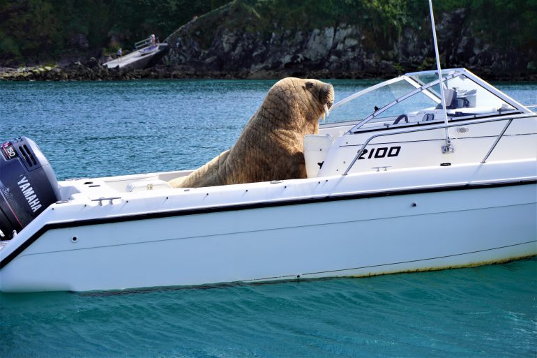 After visiting the UK, Valley Walrus jumps on a speed boat for a nap in Ireland