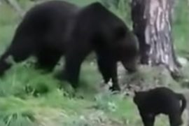 A crazy video from the Siberian jungle - Libero Quotidiano
