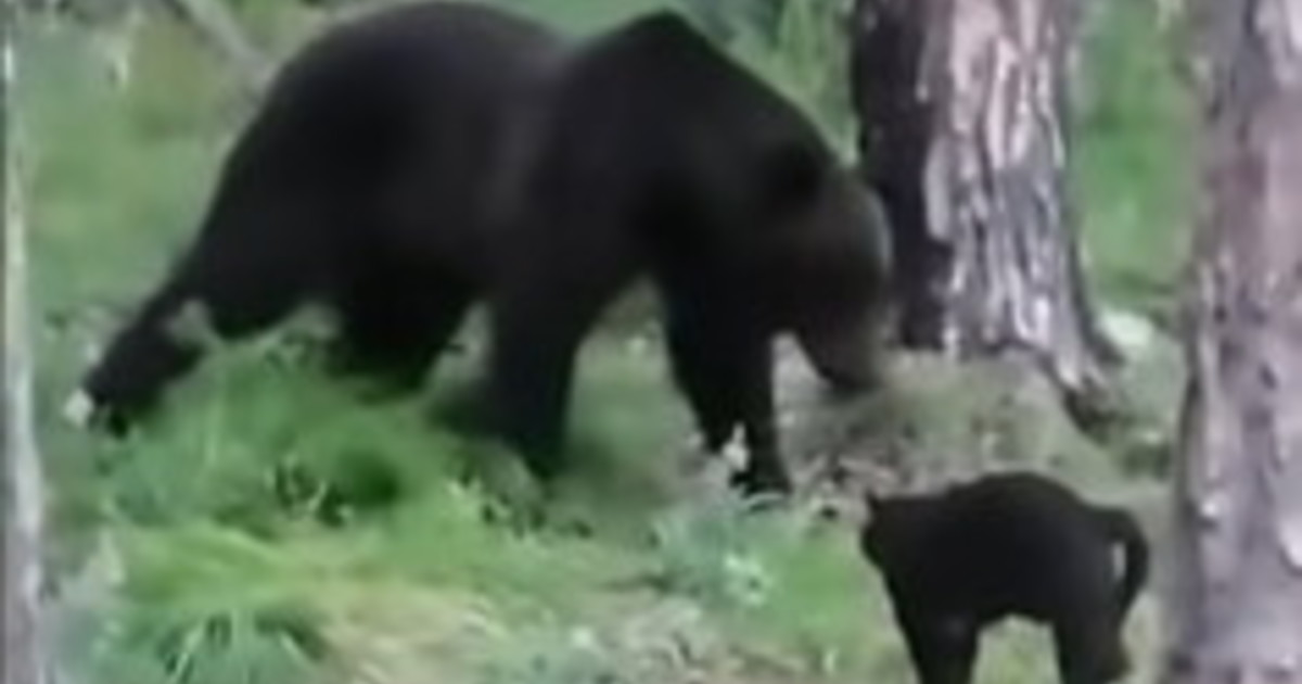 A crazy video from the Siberian jungle - Libero Quotidiano

