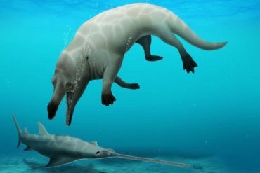 Ancestor species of four-legged whale found in Egypt |  Nature