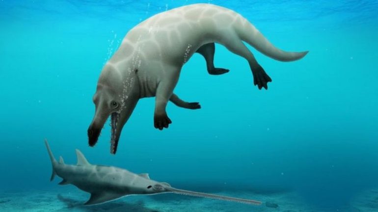Ancestor species of four-legged whale found in Egypt |  Nature