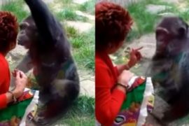 Woman forbids love affair with chimpanzee: 'He loves me'