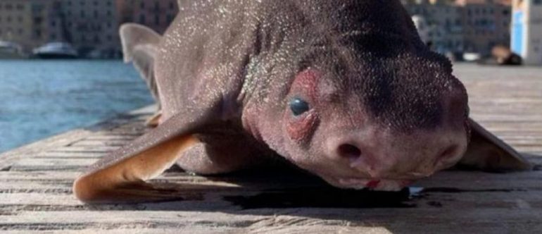 Portofero Navy officials find a shark-like animal with a pig-like face