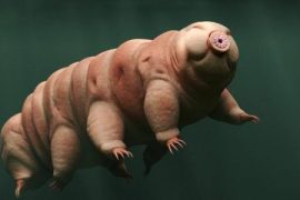 Tardigrade moves like 'giant' insects;  The secret lies in physics - 12/09/2021
