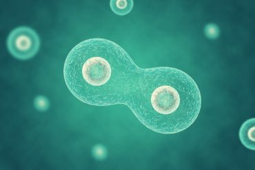 מנגנון פשוט יוכל להסביר את הצמיחה והשכפול העצמי של קדם-תאים (protocells) – האבות הקדמונים המשוערים של תאים חיים מודרניים,