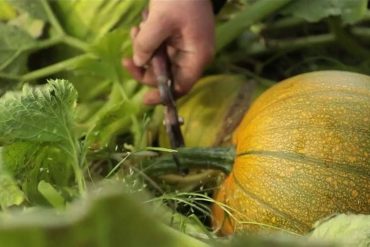 At the heart of the pumpkin harvest