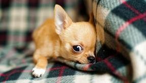 Obscene suggestion: a Chihuahua puppy to replace the used iPhone 12
