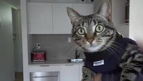 Here is Arnold, the cat recruited by the police to catch criminals by his claws