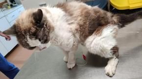 Nina, a cat that was chained for 10 years as a puppy, has died
