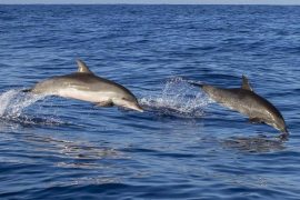 Swimmer lost in icy waters of Ireland survives 12 hours, a group of dolphins "alert" for rescue