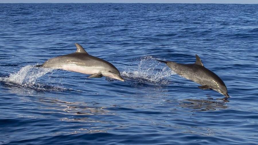 Swimmer lost in icy waters of Ireland survives 12 hours, a group of dolphins 
