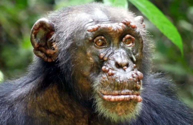 According to research published in nature, leprosy is first seen in wild chimpanzees
